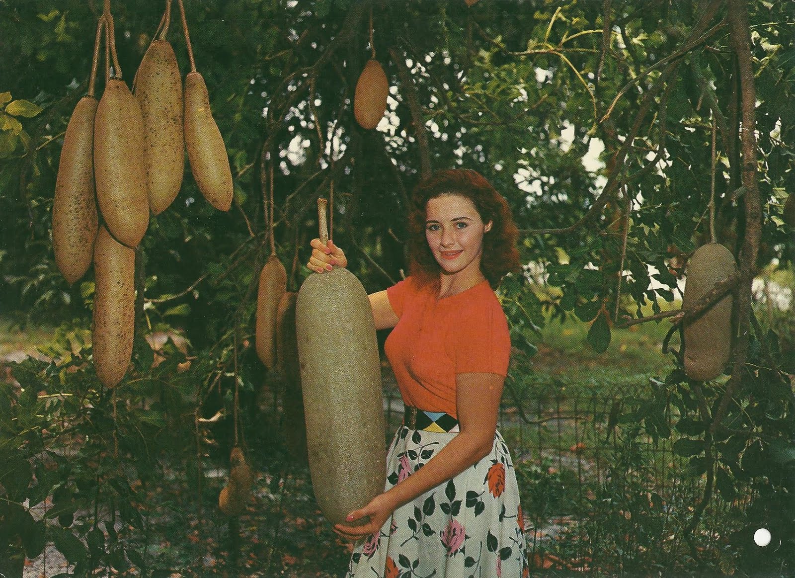 Naam:     sausage_tree_fruits.jpg
Bekeken:  11722
Groote:   460,9 KB