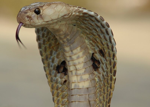 Naam:     Indiancobra.jpg
Bekeken:  888
Groote:   72,0 KB